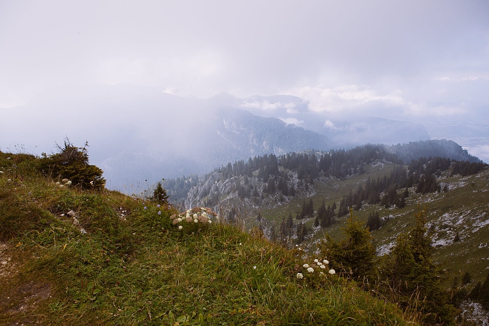 Abies clouds conifer