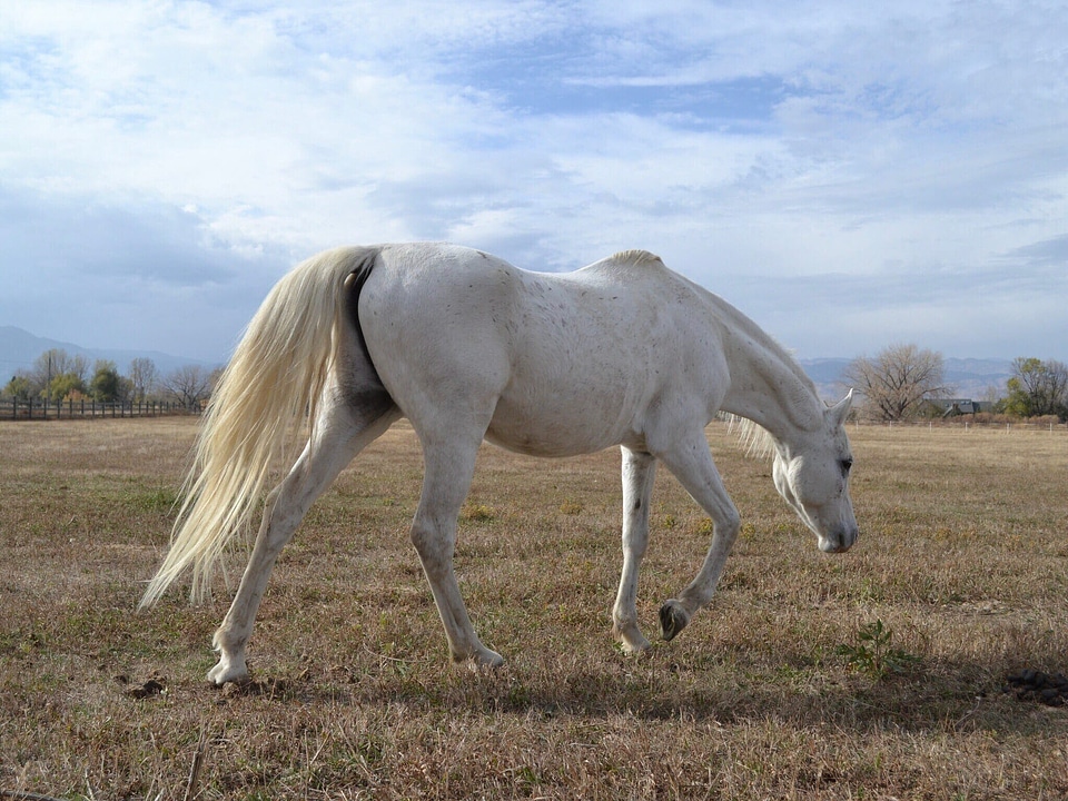 Animal colt horse countryside