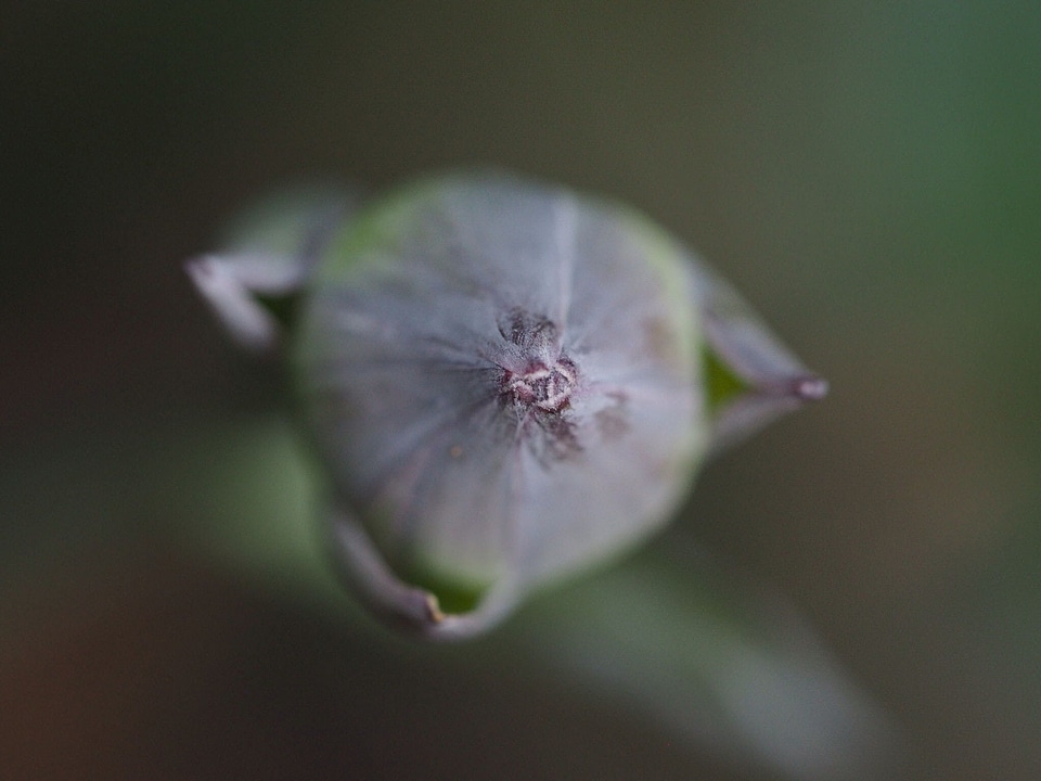 Animal arachnid blossom