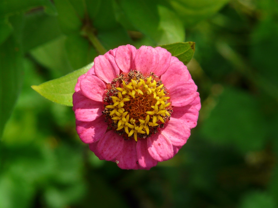 Colorful flower pink
