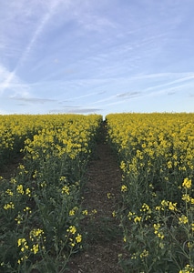 Countryside farm field photo