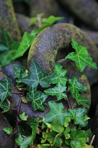 Green ivy leaf photo