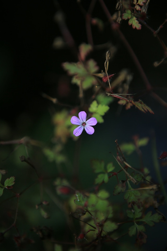 Blossom depth flower
