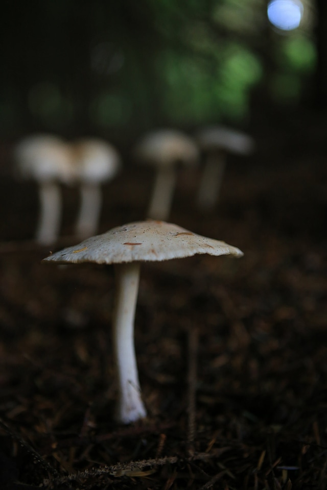 Agaric amanita bokeh