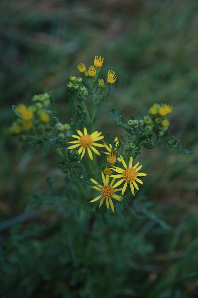 Aster asteraceae blossom