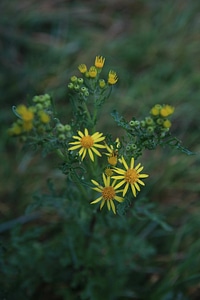 Aster asteraceae blossom photo