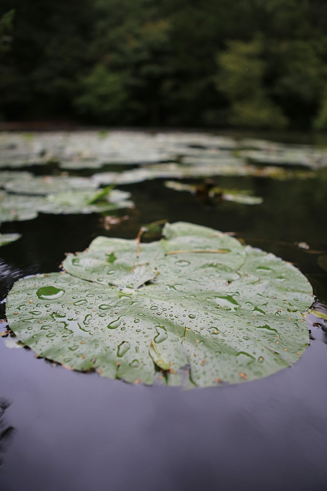 Blossom dew floating