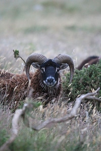 Animal goat grass