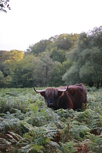 Animal bull cattle photo