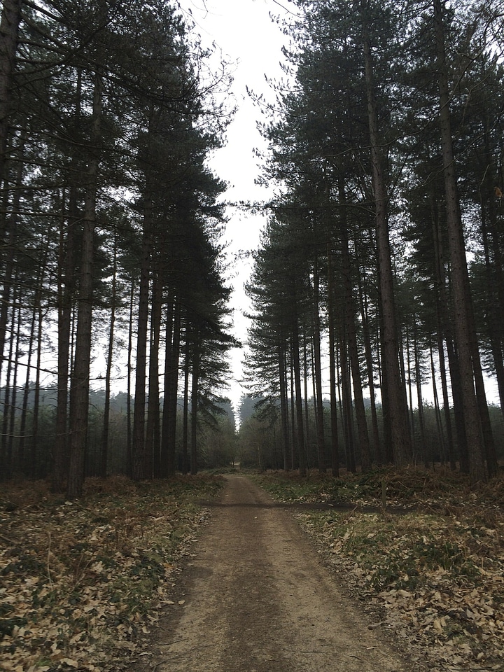 Abies conifer dirt road