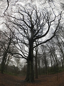 Branches dead tree fall