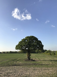 Field green oak photo
