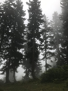 Abies fir fog photo