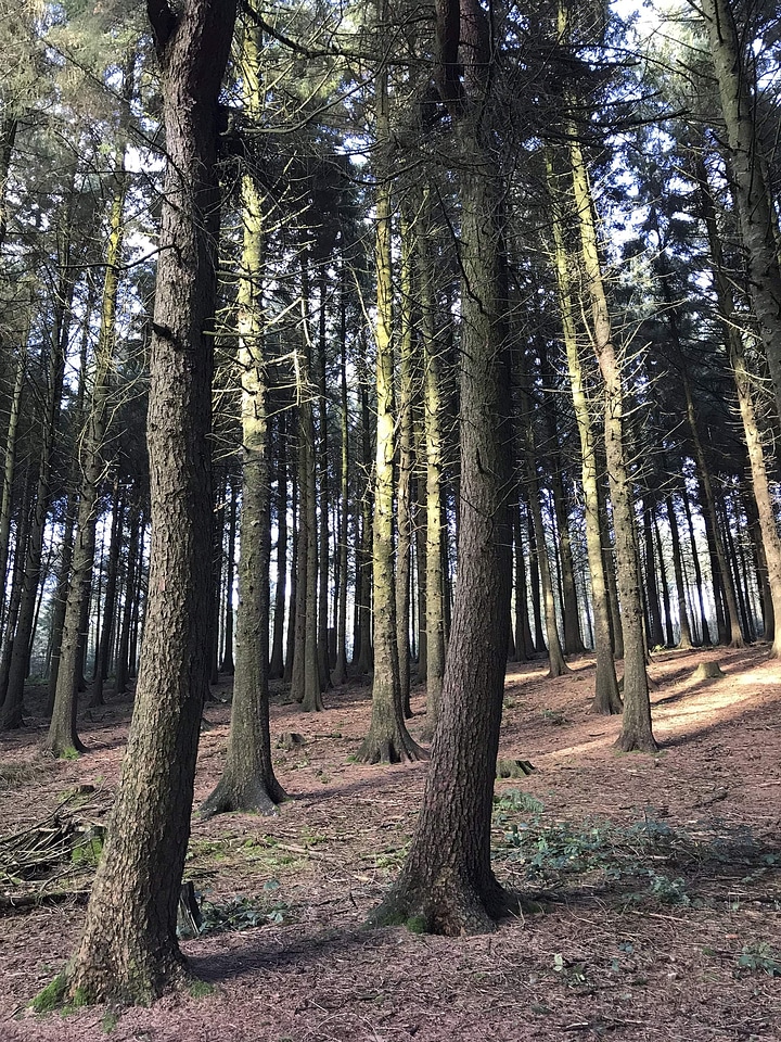 Forest ground plant