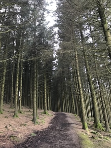 Abies fir forest photo