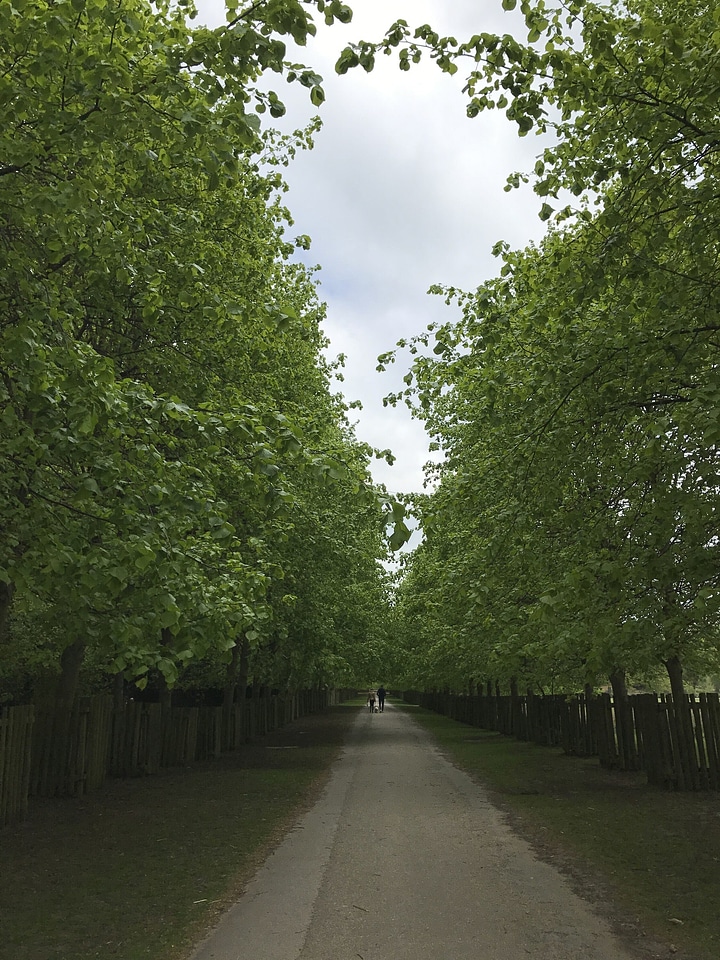 Arbour asphalt garden