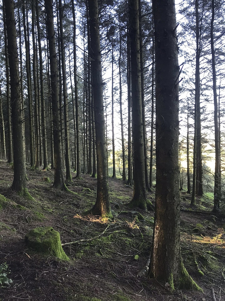Forest ground grove