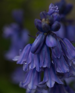 Blossom blue closeup photo