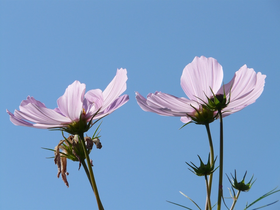 Cosmea bipinnata cosmea flower