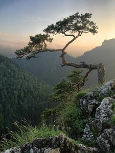 Abies conifer fir photo