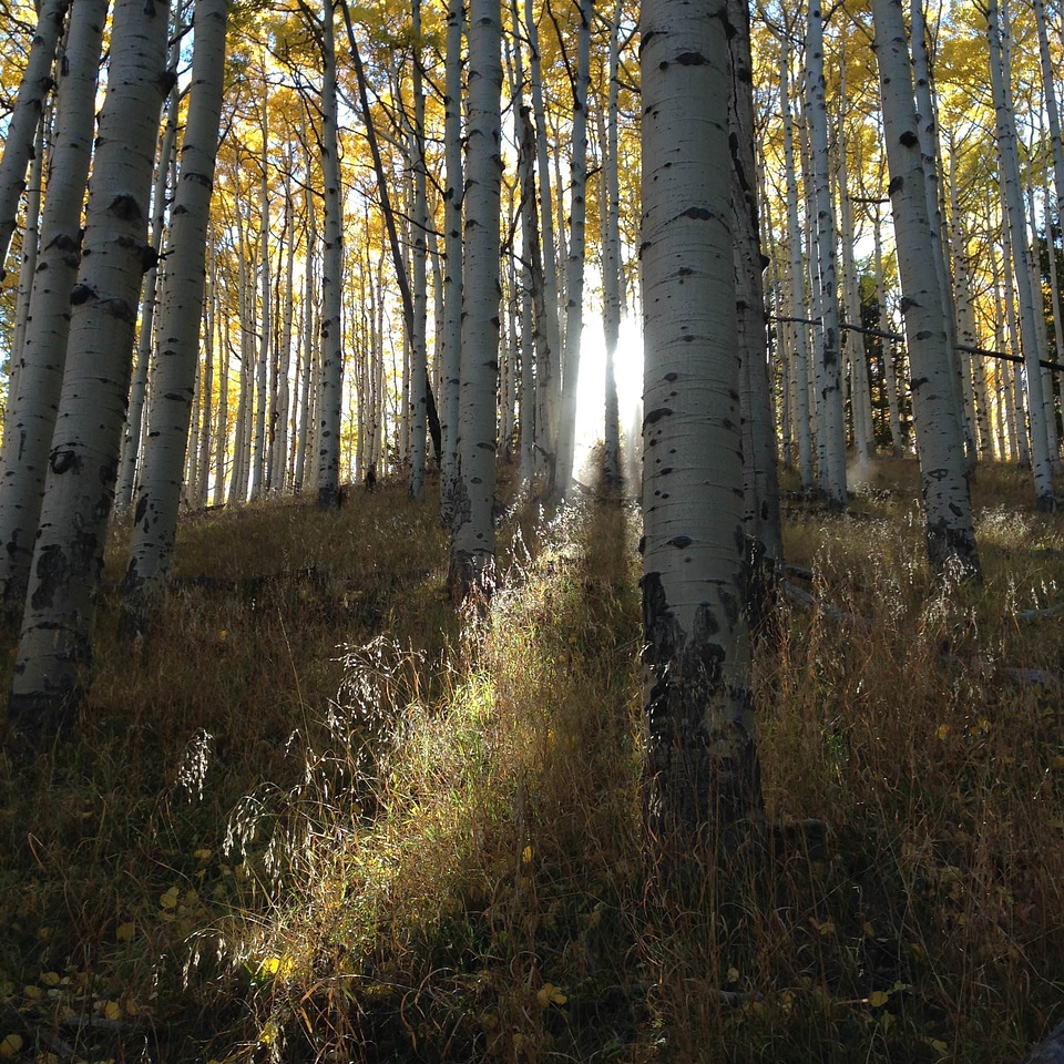 Aspen aspens autumn
