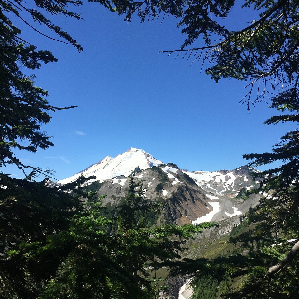 Abies branches conifer photo