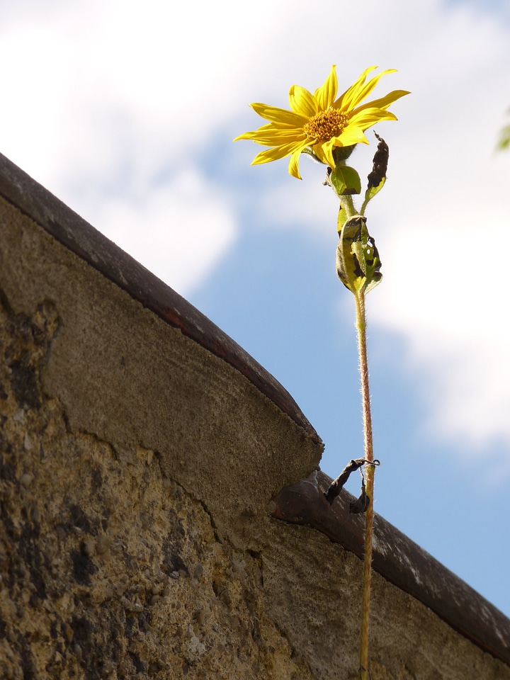 Lonely alone yellow