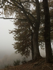 Branches fog mist photo