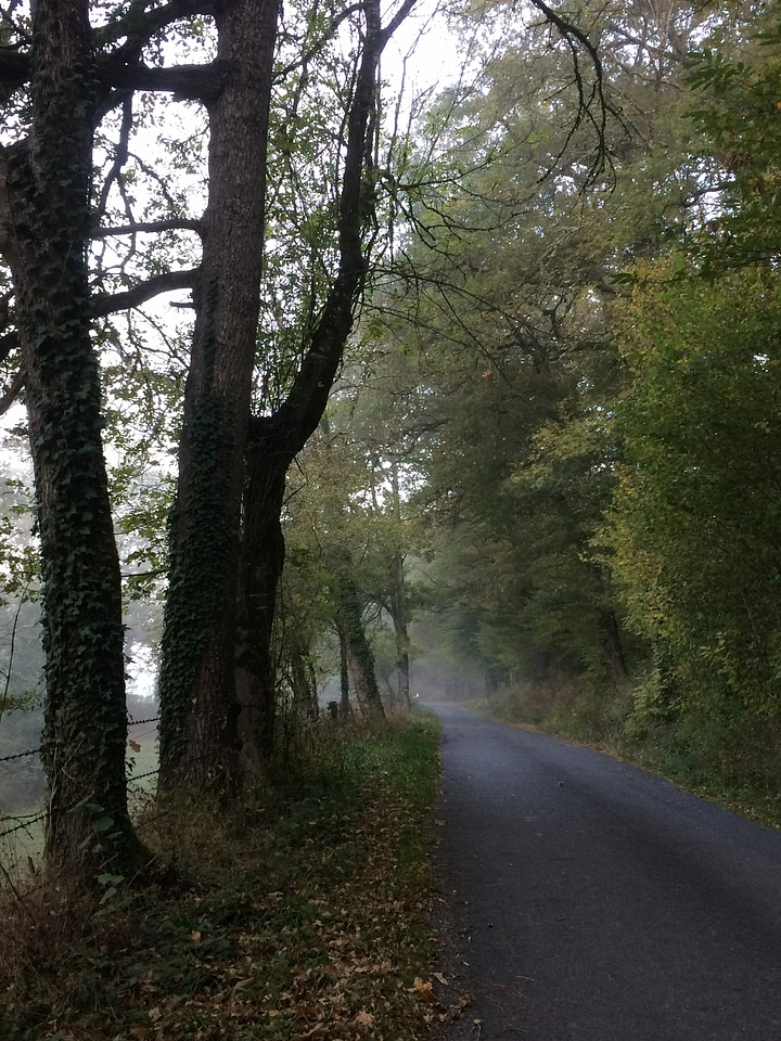 Asphalt forest freeway