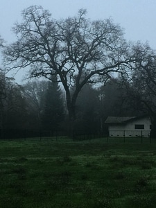 Countryside fog grass photo