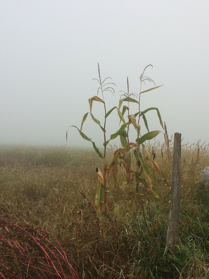 Field fog grass
