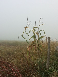 Field fog grass photo