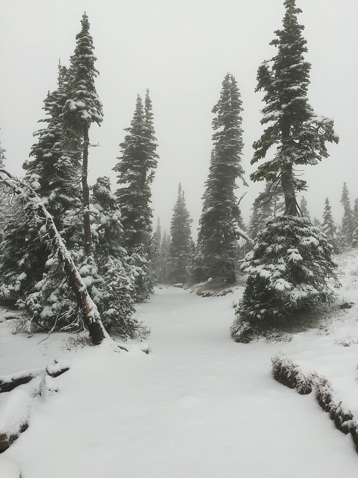 Abies conifer fir photo