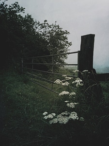 Blossom farm flower