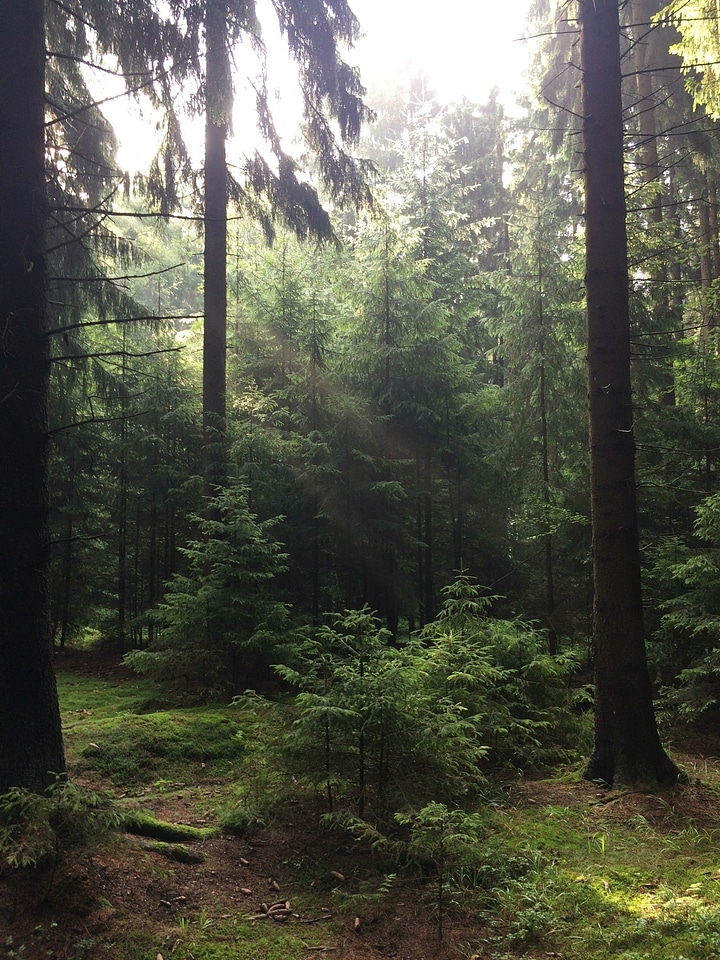 Abies afternoon conifer