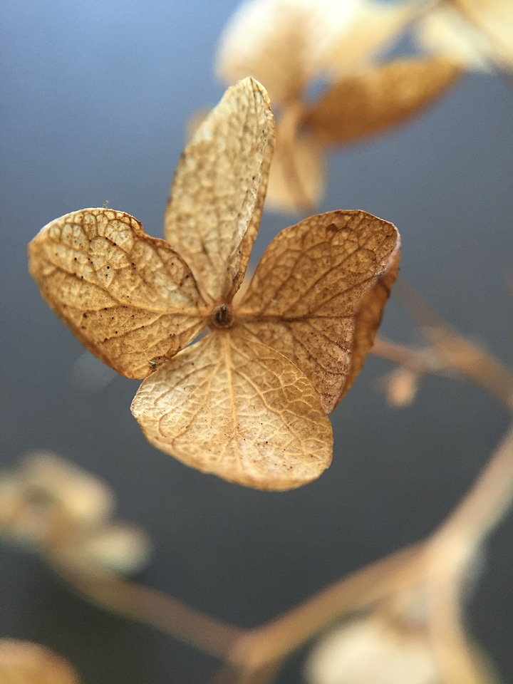 Autumn brown floral