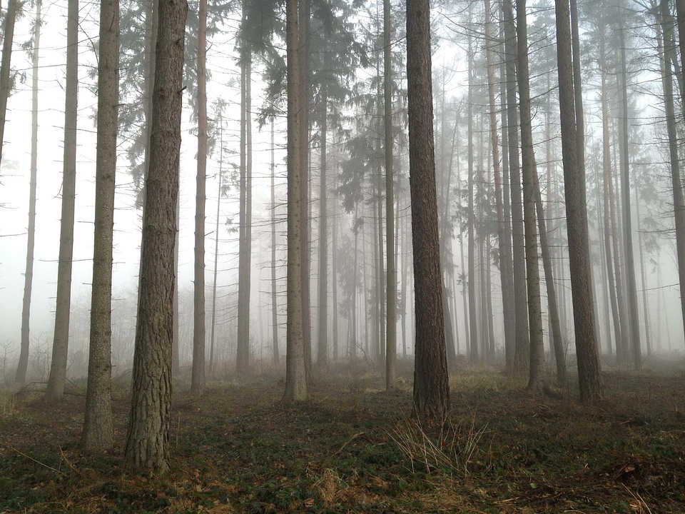 Fog forest grove