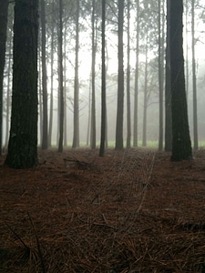 Brown fog forest photo