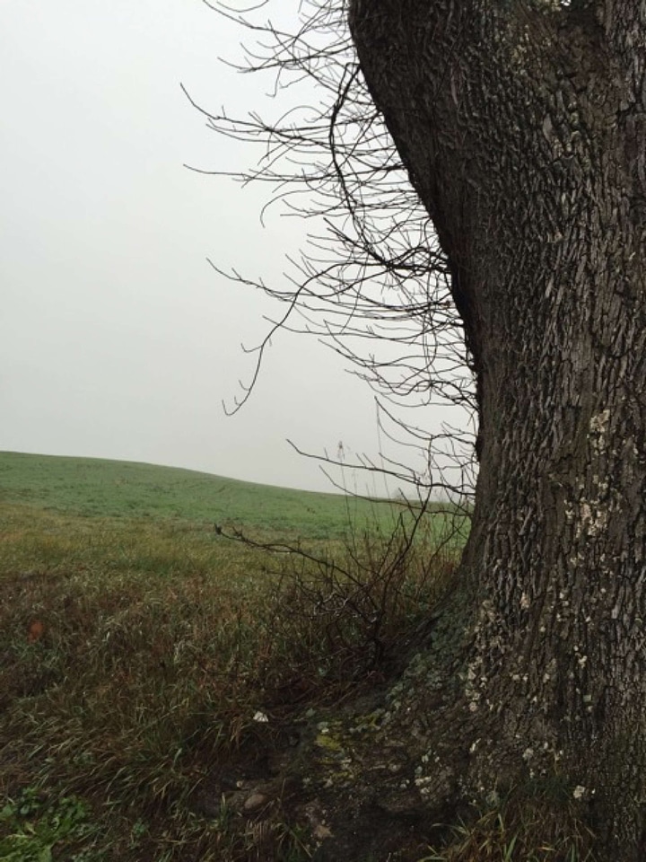 Branches countryside field