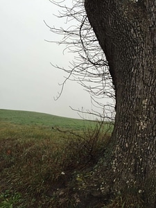 Branches countryside field