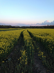 Countryside dawn dusk