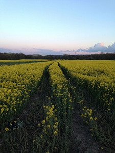 Countryside dawn dusk photo