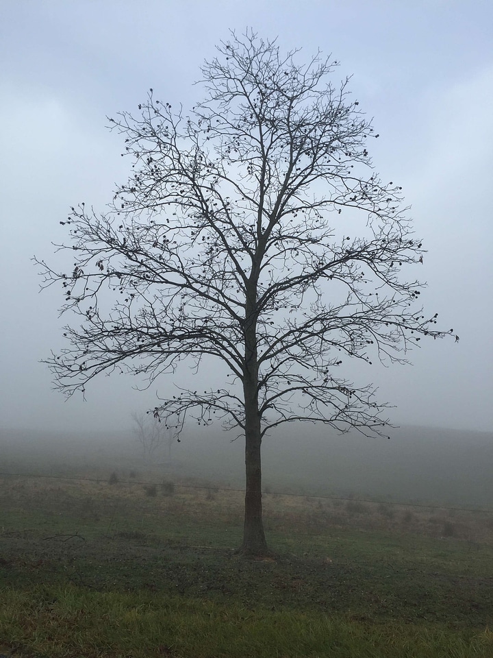 Centered field fog