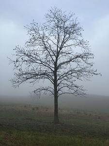 Centered field fog photo