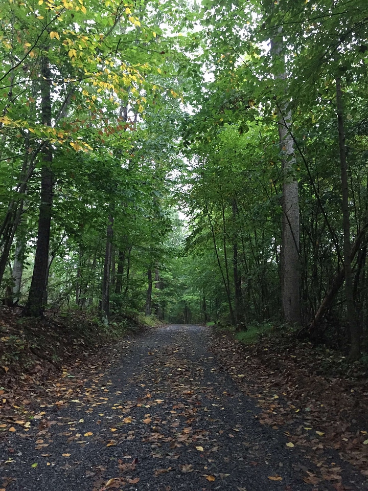 Dirt Road forest gravel