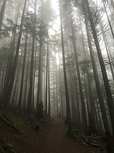 Art fog forest photo