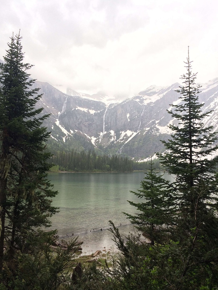 Abies clouds conifer