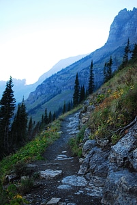Abies conifer dirt road