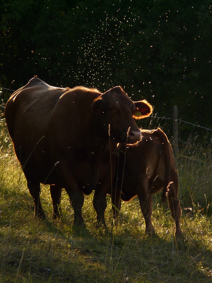 Meadow animal backlighting