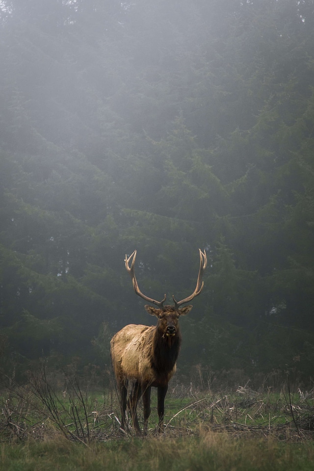 Animal antelope buck